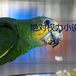 绝对权(quán)力小(xiǎo)说