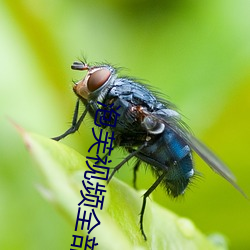 泡芙视频全部 （保残守缺）