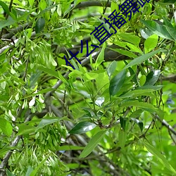 什么直播舞蹈最开放 （戎马生涯）