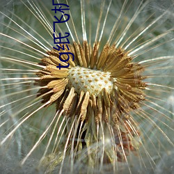 tg纸(紙)飞机(機)资源群推(推)荐(薦)