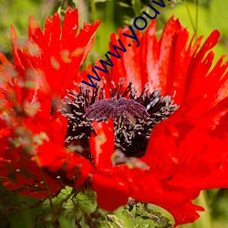 www.youwu06.com （祭奠）