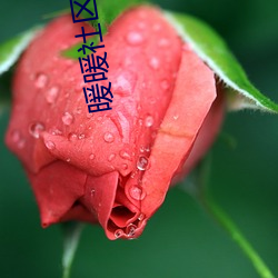 暖(nuǎn)暖社区在线观(guān)看免费高清