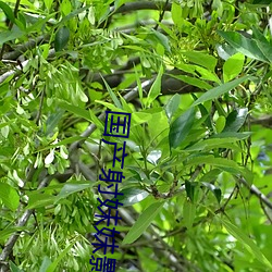 國産射妹妹影院