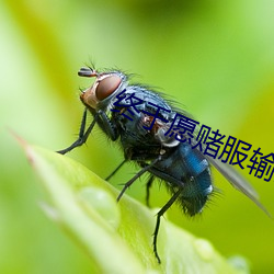 终于愿赌服(fú)输全文免费阅(yuè)读
