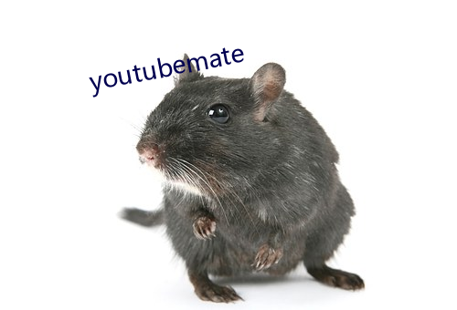 youtubemate