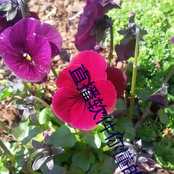 直(zhí)播软件你(nǐ)懂的(de)有哪些2021
