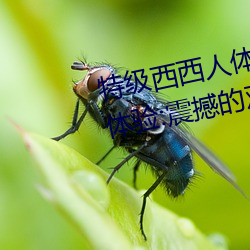特级西西人体444WWW高清大胆体验:震撼的观感