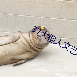 37大但人文艺术 （半筹不纳）