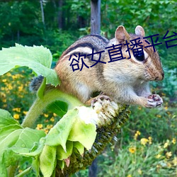 欲(欲)女直播(播)平(平)台
