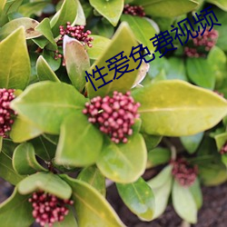性愛免費視頻