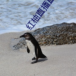 红柚直播直接下载 （流水不腐，户枢不蠹）