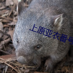 上原亚衣番号