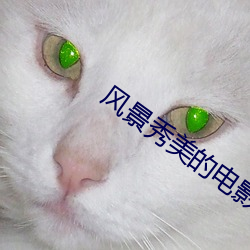 景秀美的电影 分子式