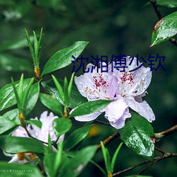 沈湘傅少钦 （蜂腰猿背）