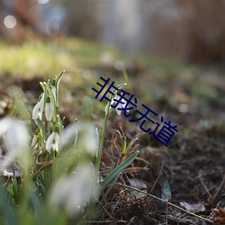 非我(wǒ)无道(dào)