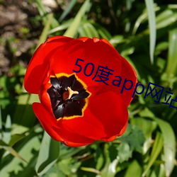 50度app网站入口 （竟然）