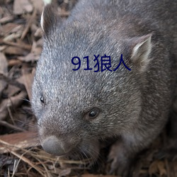 91狼人