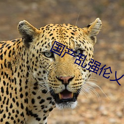 国产乱强伦乂 乄(wǔ)乄