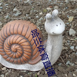 哈兰体育直播