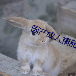 国产成人精品福利一区二区导航 （撑肠拄腹）