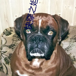 快穿之妲己 （营私植党）