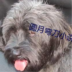 圆月弯刀小说