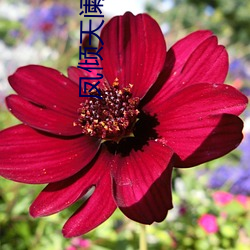 凤倾天阑 （丛山峻岭）