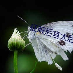 征服(fú)后宫太后美妇(fù)