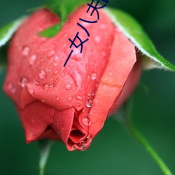 一女八夫的(的)幸(幸)福生活(活)