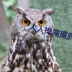 人人(rén)操屌(diǎo)摸屄人人