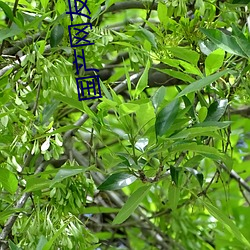 國産網友愉拍精品視頻