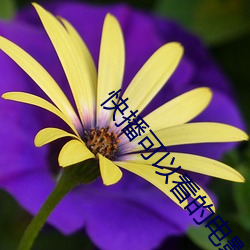 快播(播)可以(以)看的电影(影)网站(站)