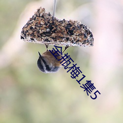 金瓶梅1集5