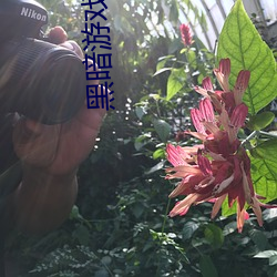黑暗游戏:我是禽兽
