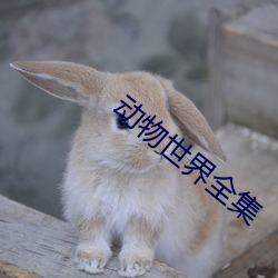 动物世(shì)界全集