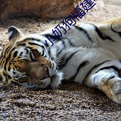 小奶狗福建導航app入口