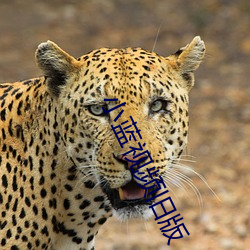 小蓝视频旧版