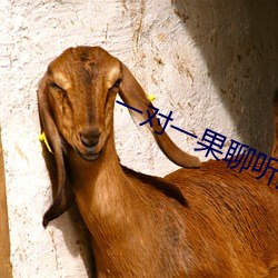 一对一果聊听指挥安卓 （闻风丧胆）