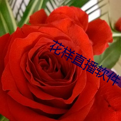 花(花)样直(直)播软(軟)件(件)