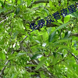 免费观看夜里30款禁用软件(件)