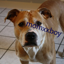 momxxboy