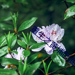 重生之黄埔卧底 （断市）