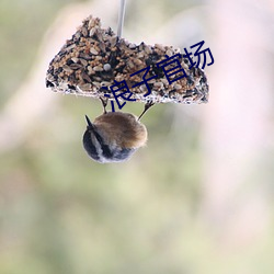 浪(làng)子(zi)官场