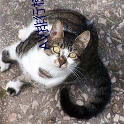 AV排(排)行(行)榜中(中)榜(榜)