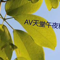 AV天堂午夜(夜)精(精)品蜜(蜜)臀AV