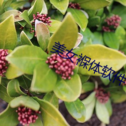 美女褓体软件