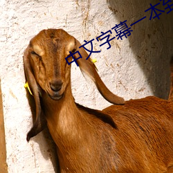 中文字幕一本(běn)到无(wú)线