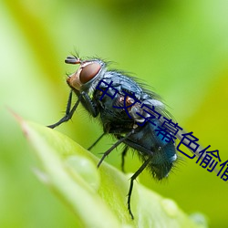 中文字幕(幕)色(色)偷偷人妻(妻)久久