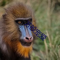 万般宠爱