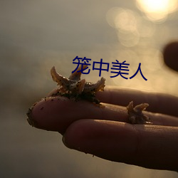 笼(lng)中美(mi)人